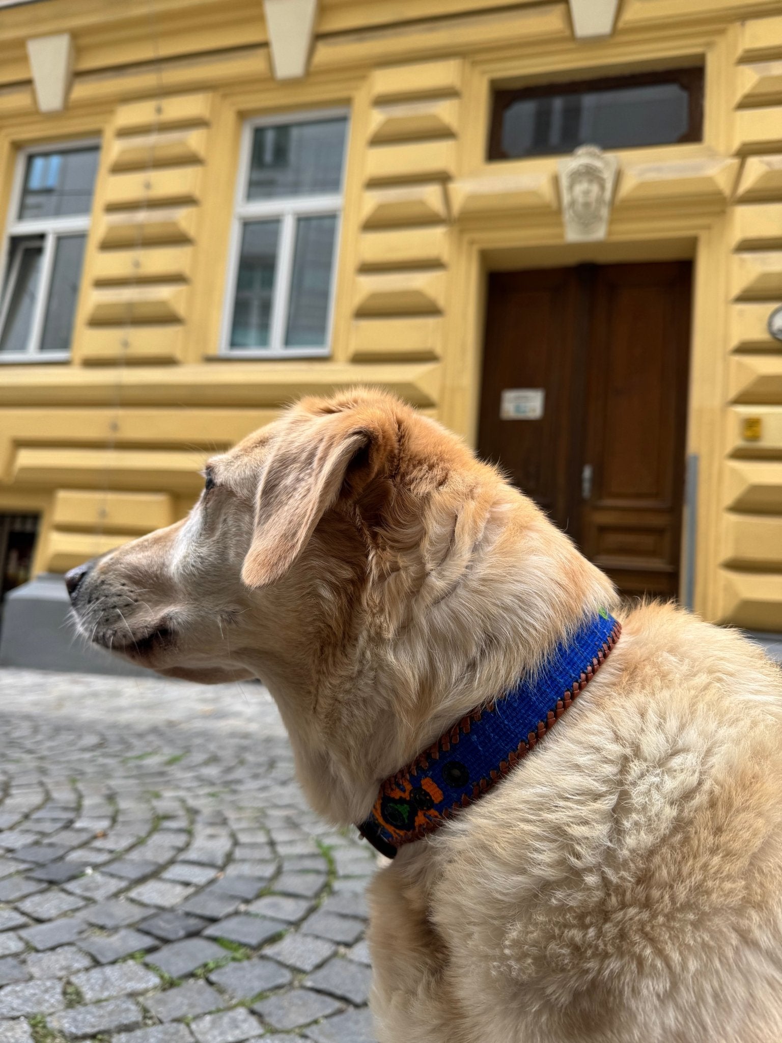 Cachorro - Hundehalsband - ANTIG BELTS