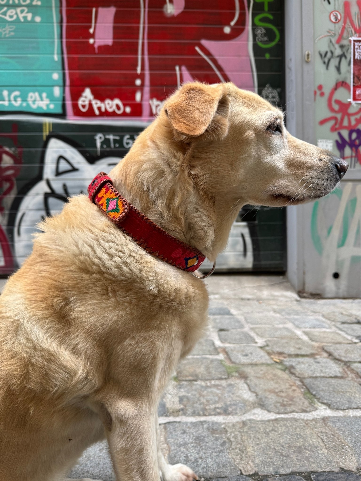 Chucho - Hundehalsband - ANTIG BELTS