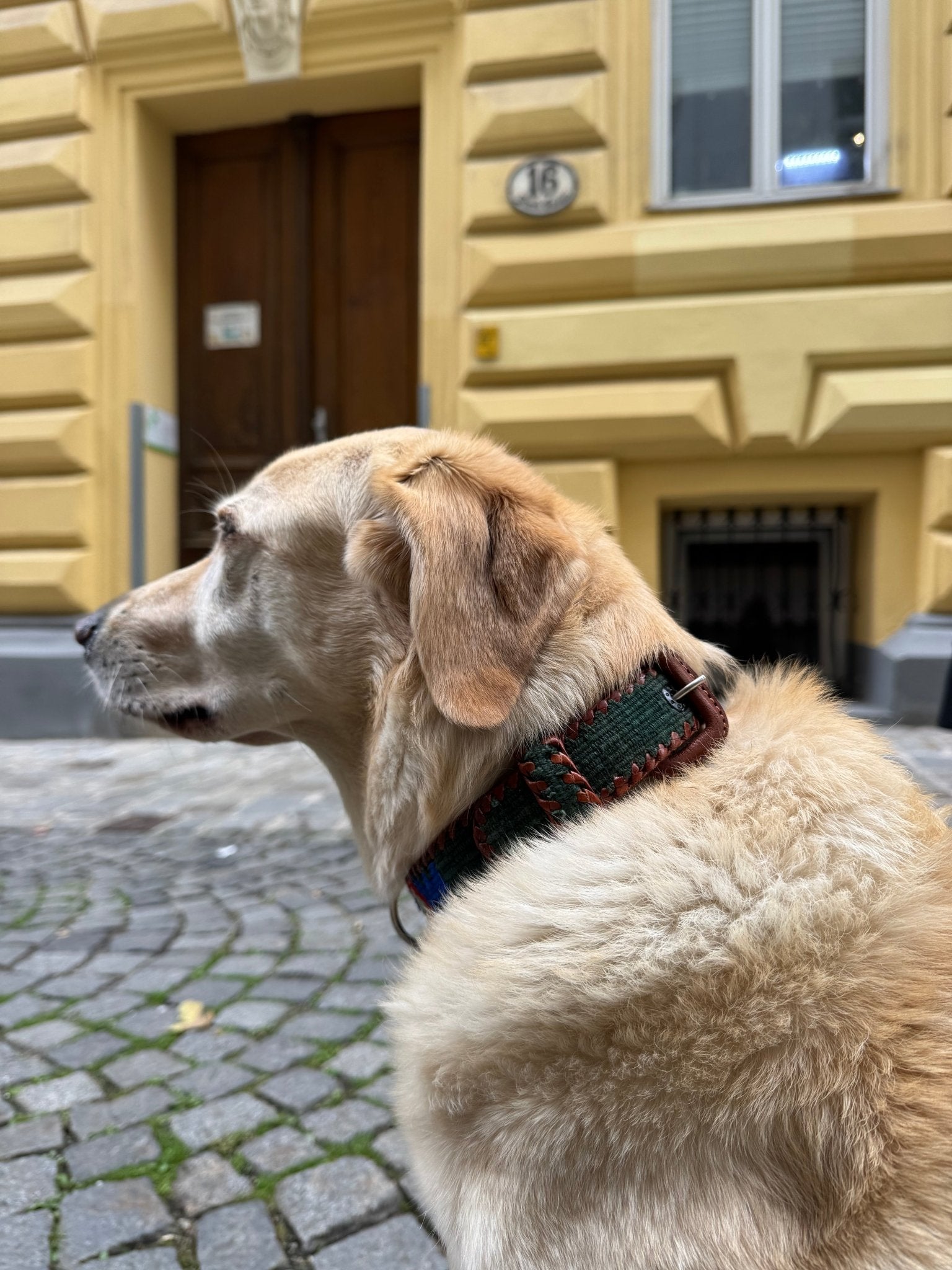 Perro - Hundehalsband - ANTIG BELTS